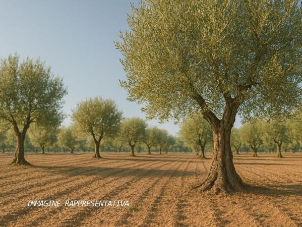 immagine annuncio 1 di 2