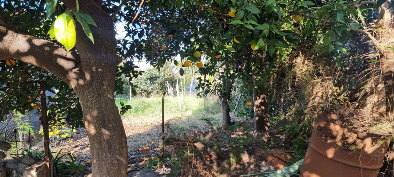 immagine annuncio 3 di 14