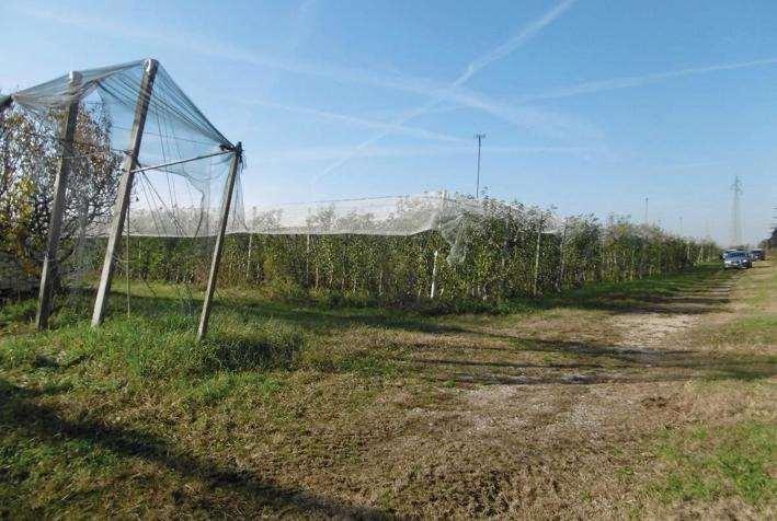 Terreno agricolo in vendita a Verona