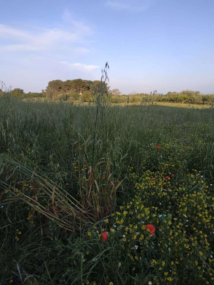 immagine annuncio 2 di 14