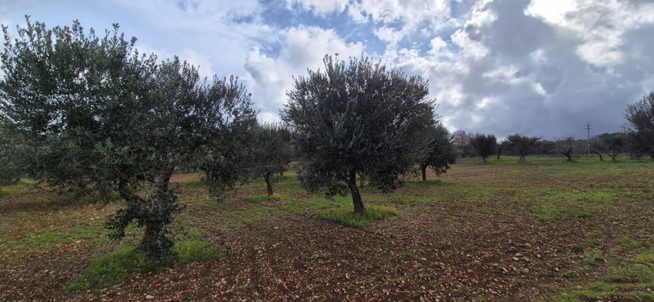 immagine annuncio 11 di 14
