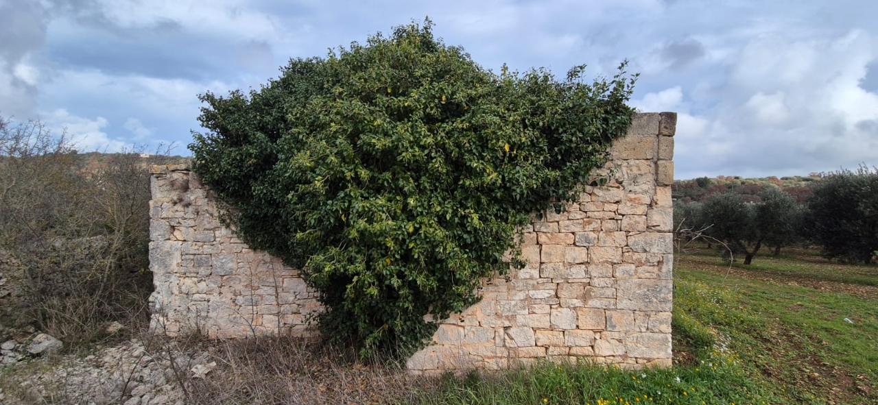 immagine annuncio 8 di 14