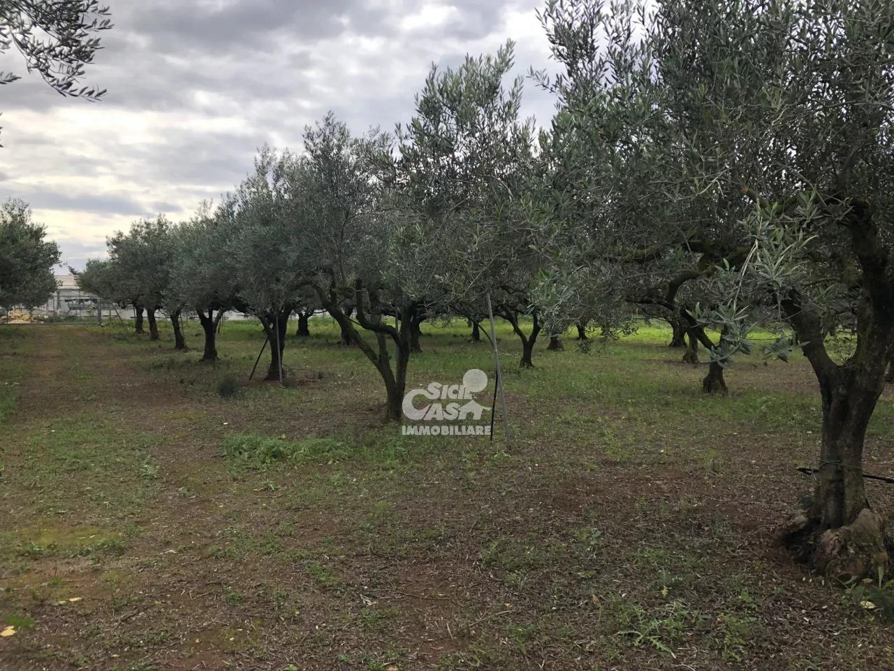 immagine annuncio 5 di 14