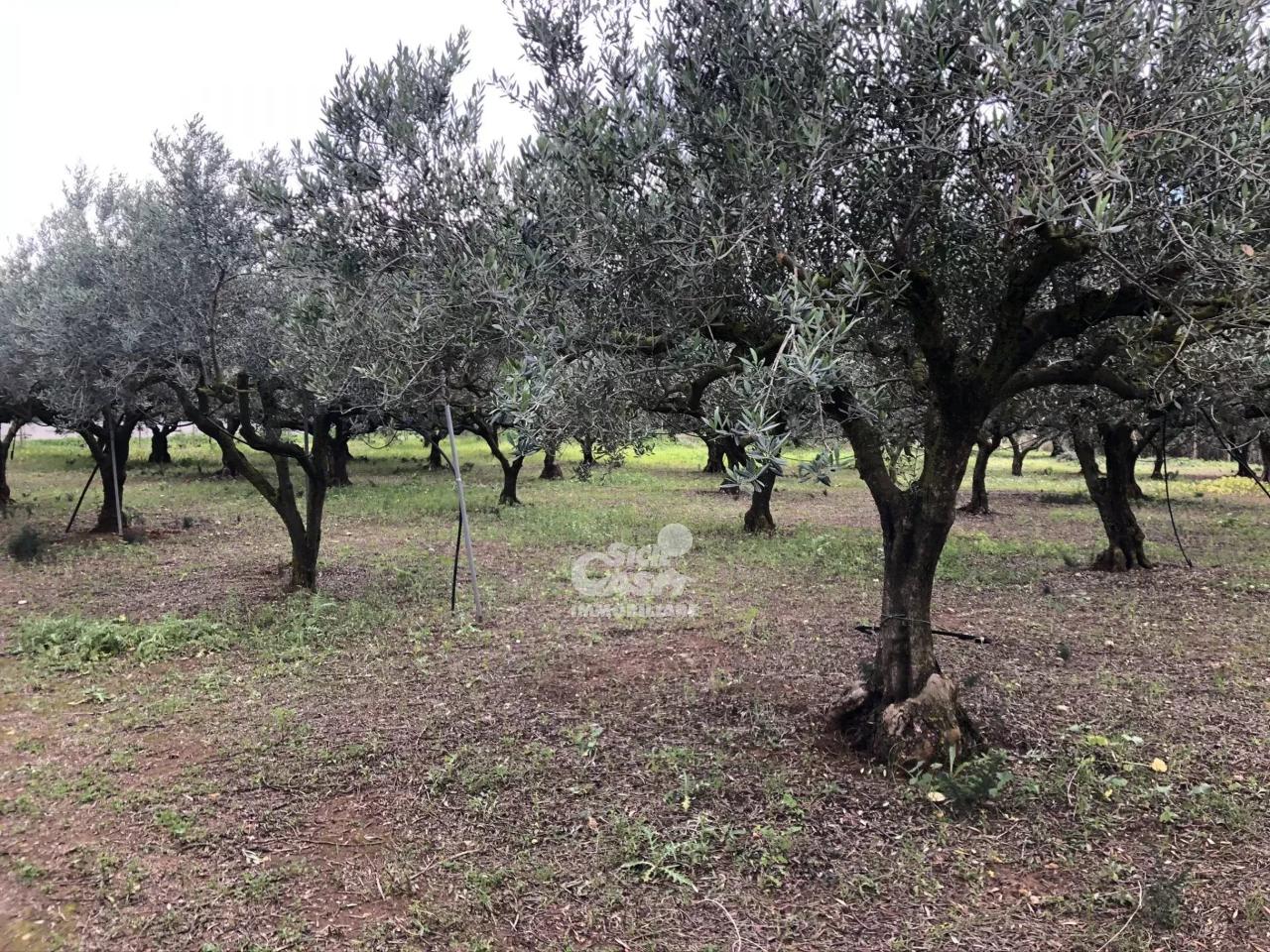 immagine annuncio 6 di 14