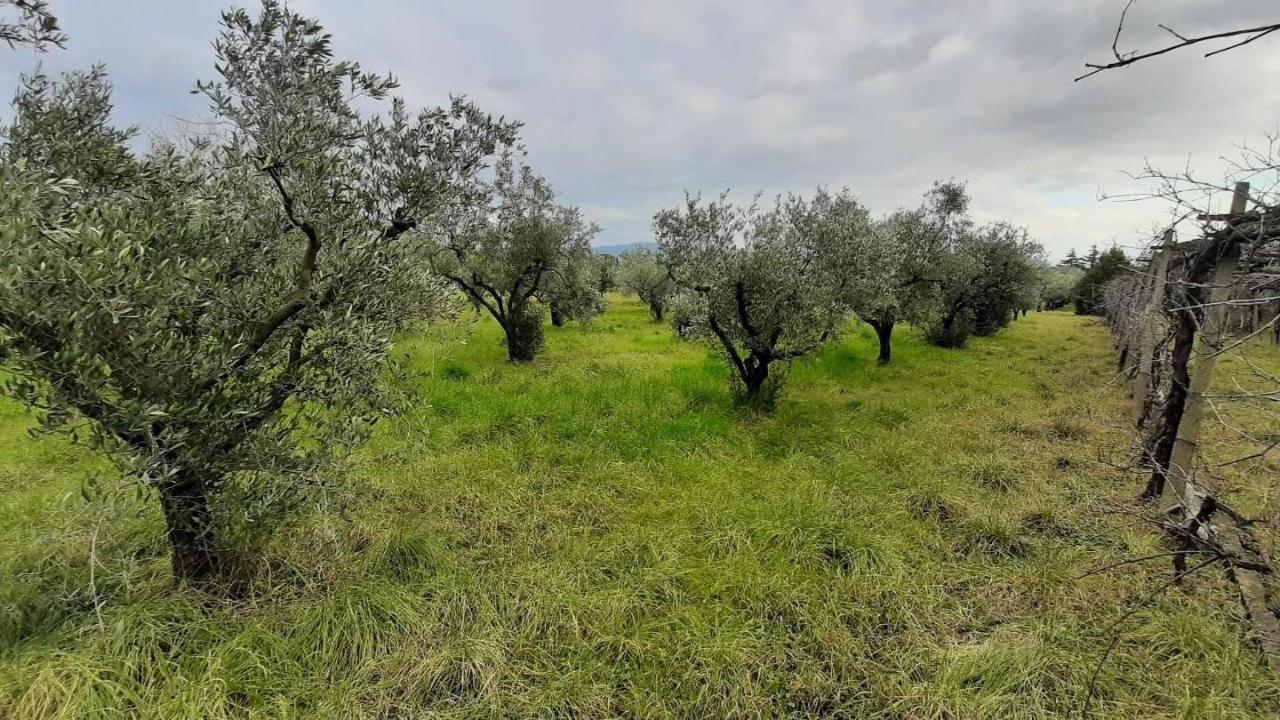 immagine annuncio 3 di 11