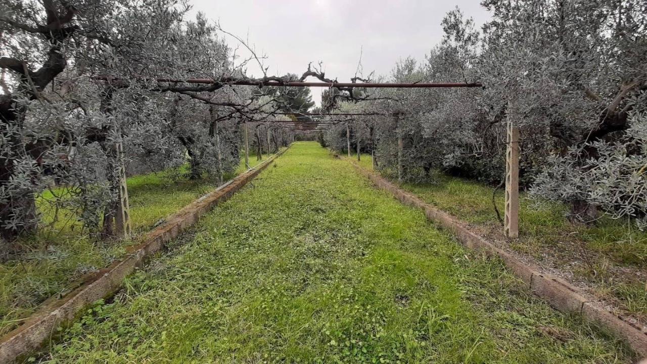immagine annuncio 1 di 11