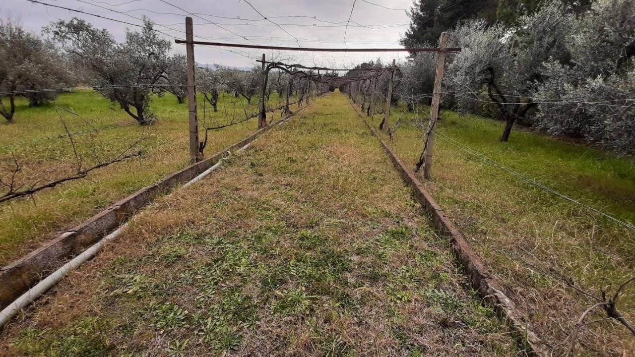 immagine annuncio 2 di 11