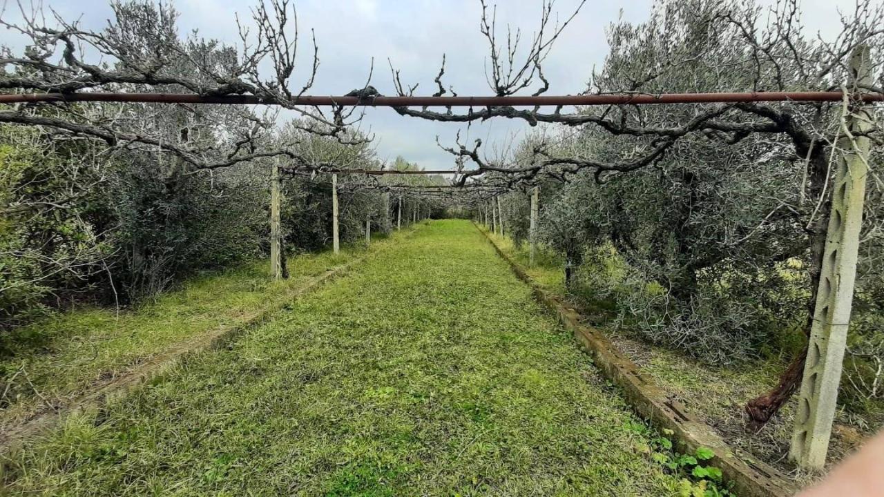 immagine annuncio 6 di 11