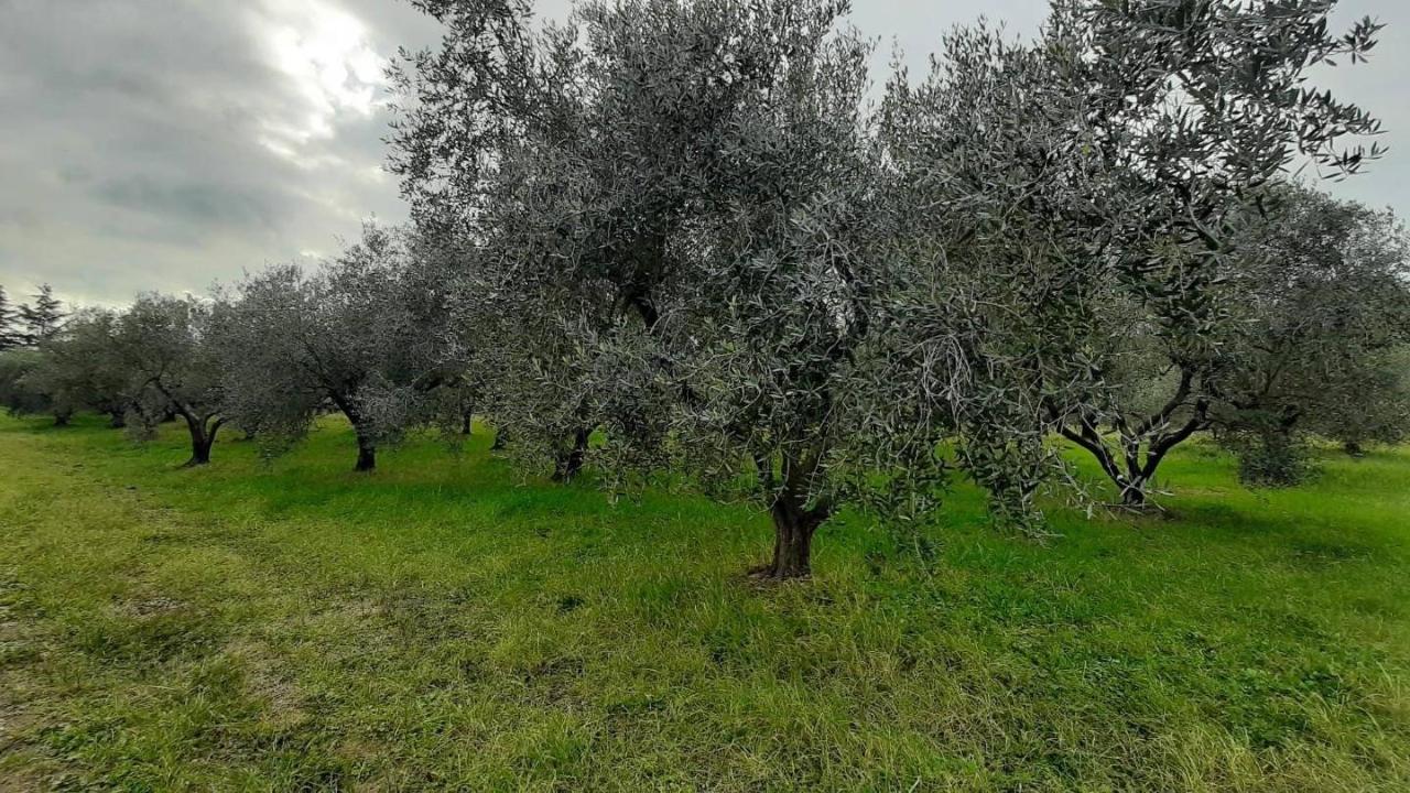 immagine annuncio 9 di 11