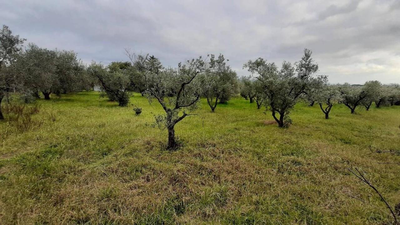 immagine annuncio 10 di 11
