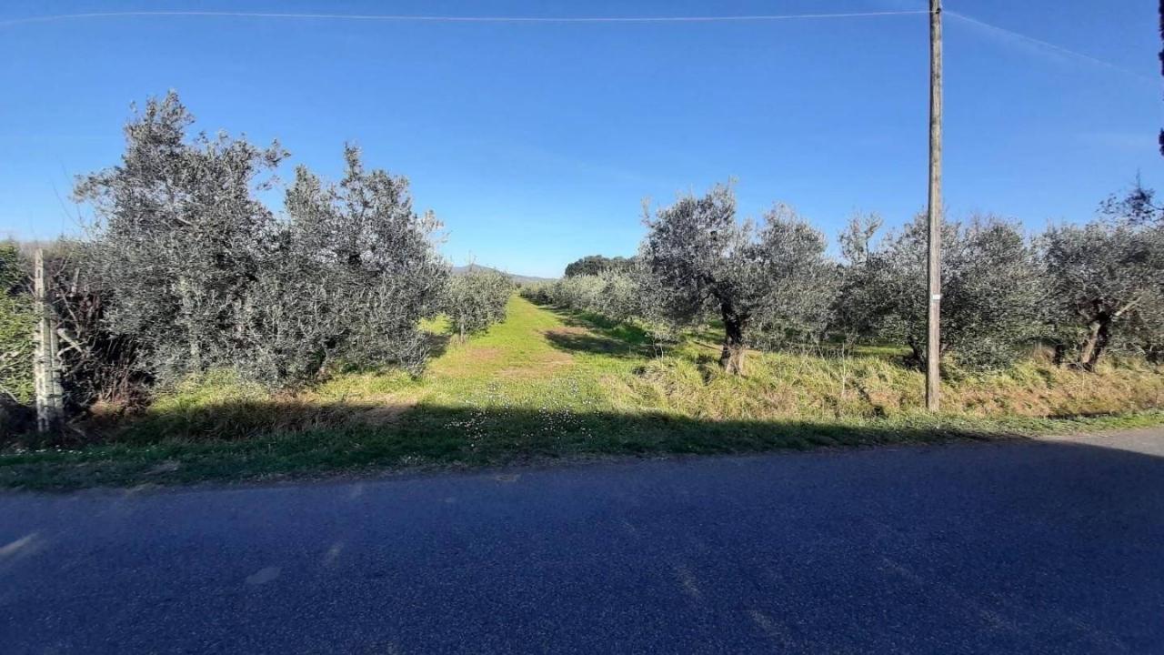 immagine annuncio 3 di 6