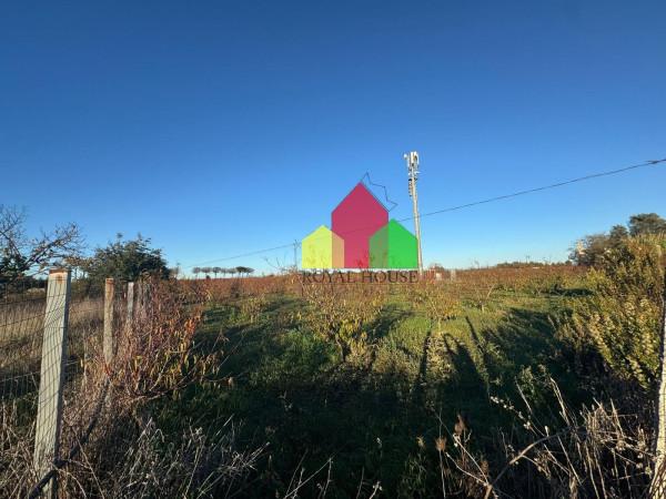 immagine annuncio 10 di 12