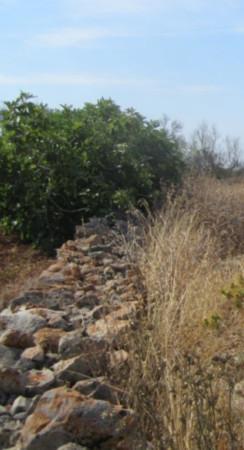 Terreno agricolo in vendita a Racale