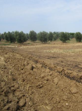 Terreno agricolo in vendita a Alliste