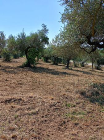 Terreno agricolo in vendita a Loreto Aprutino