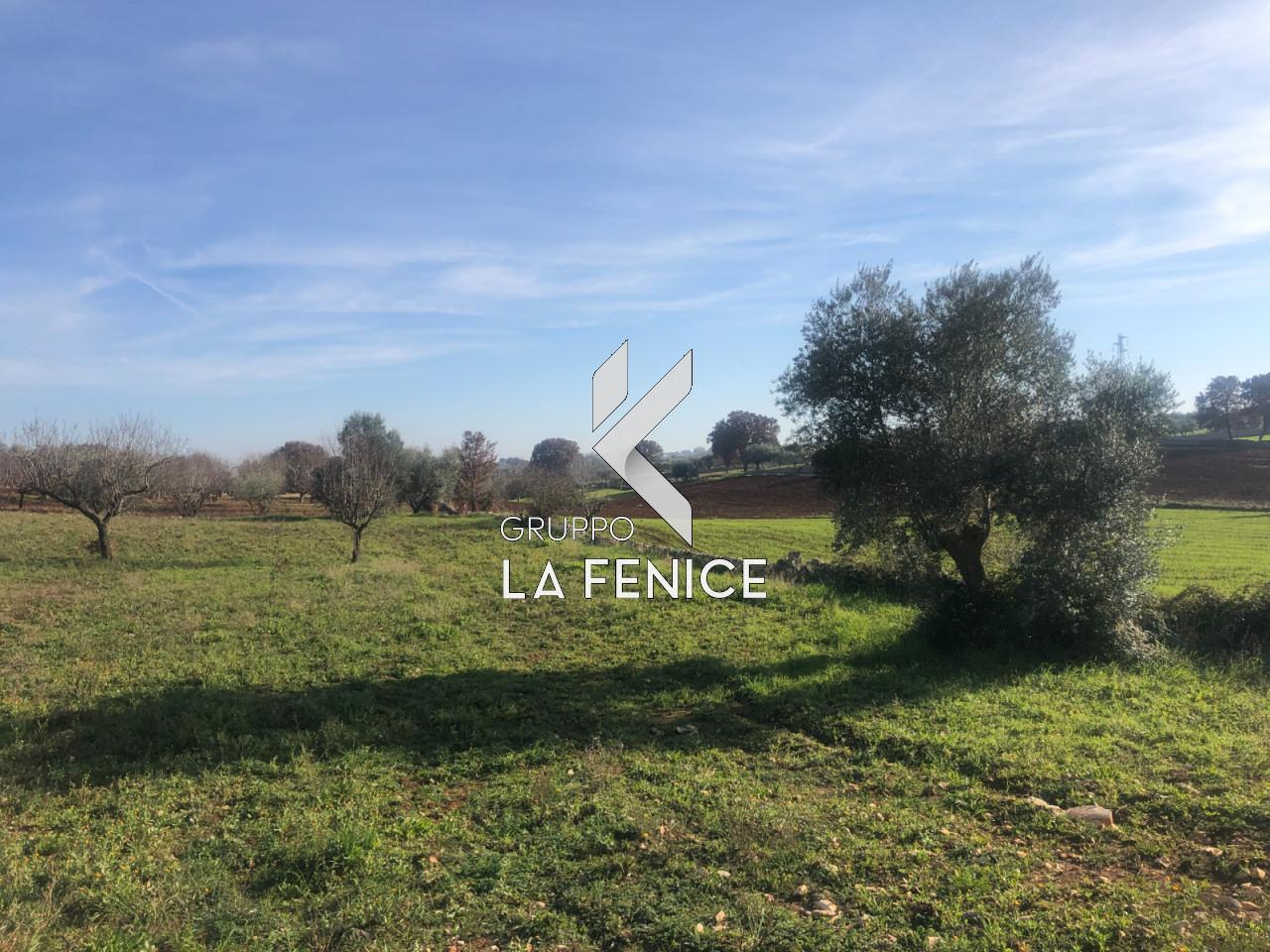 immagine annuncio 5 di 12