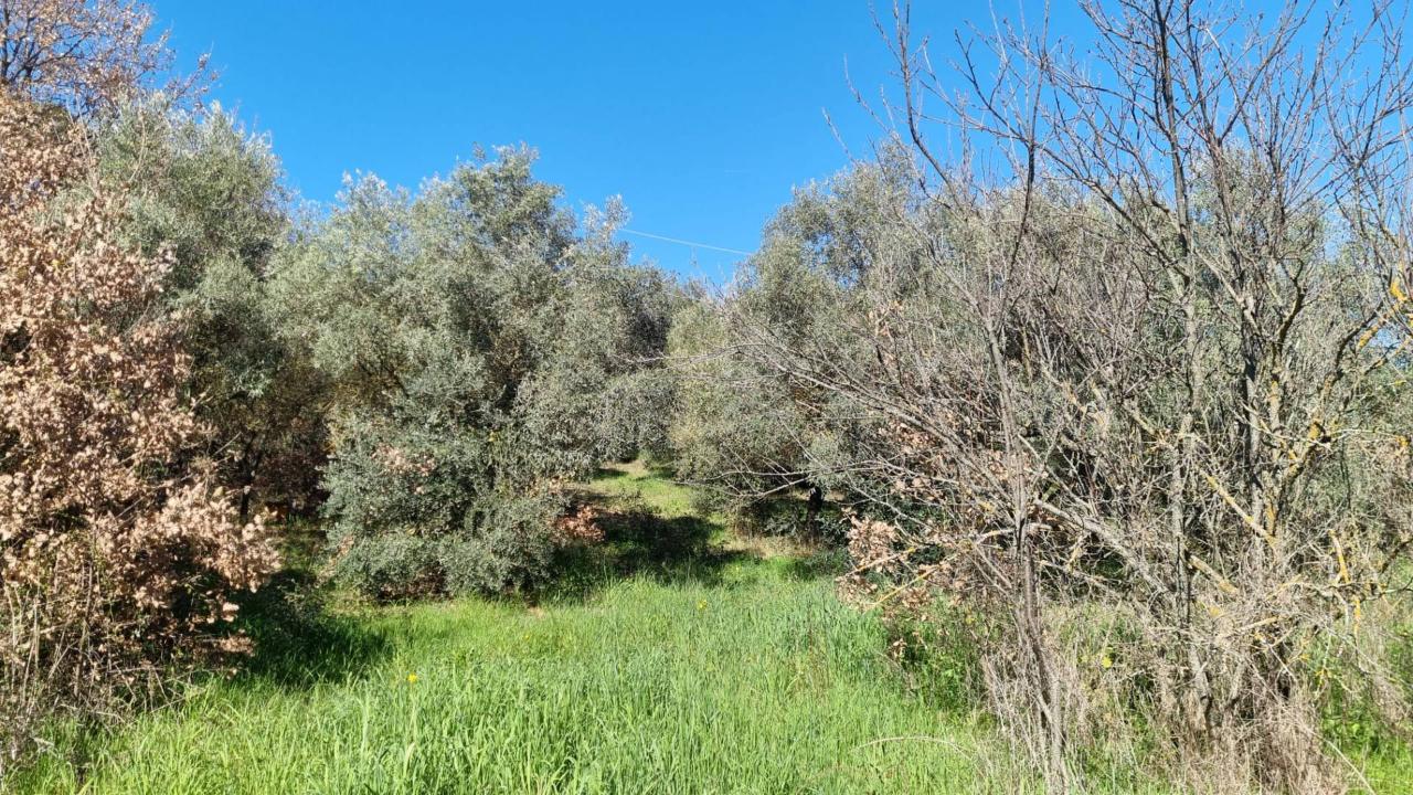 immagine annuncio 3 di 9