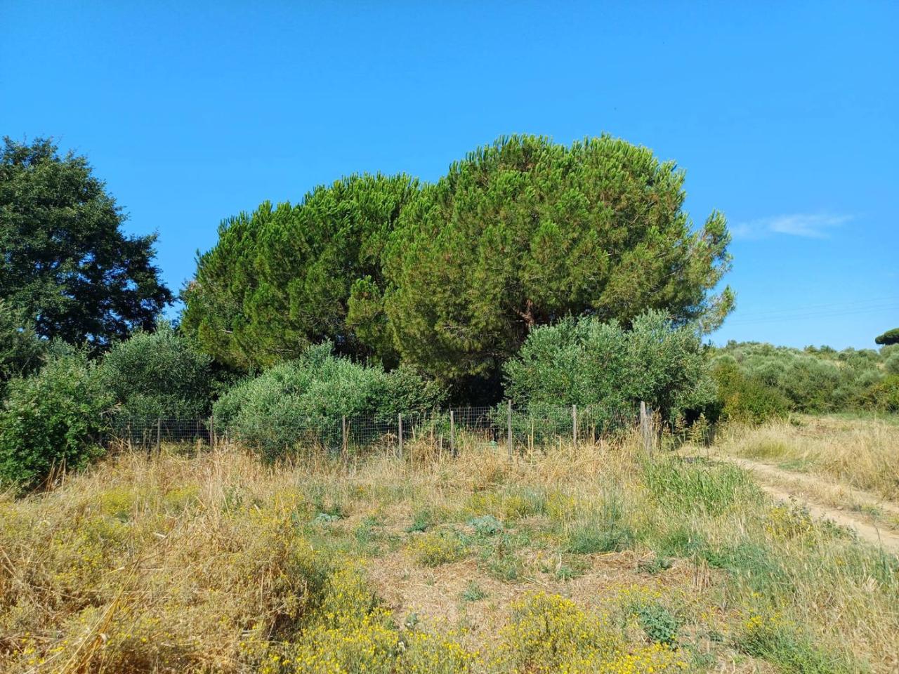 immagine annuncio 10 di 12