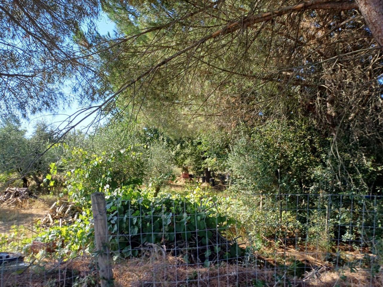 immagine annuncio 11 di 12