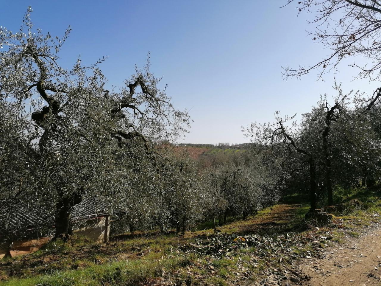 immagine annuncio 3 di 6