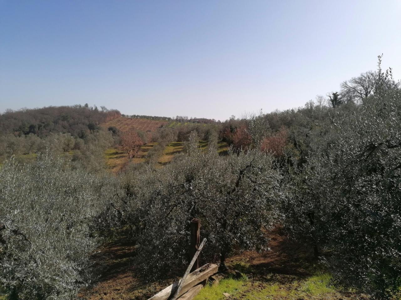 immagine annuncio 2 di 6