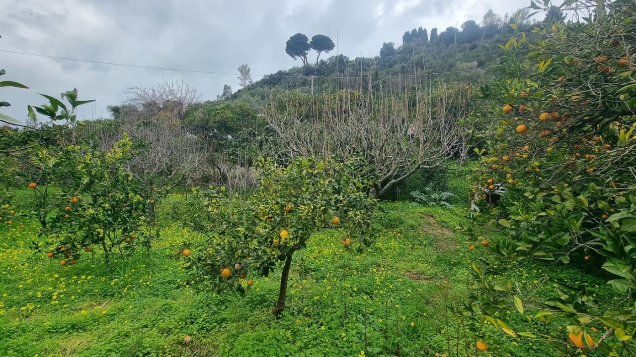 immagine annuncio 5 di 14