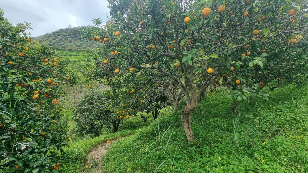 immagine annuncio 3 di 14