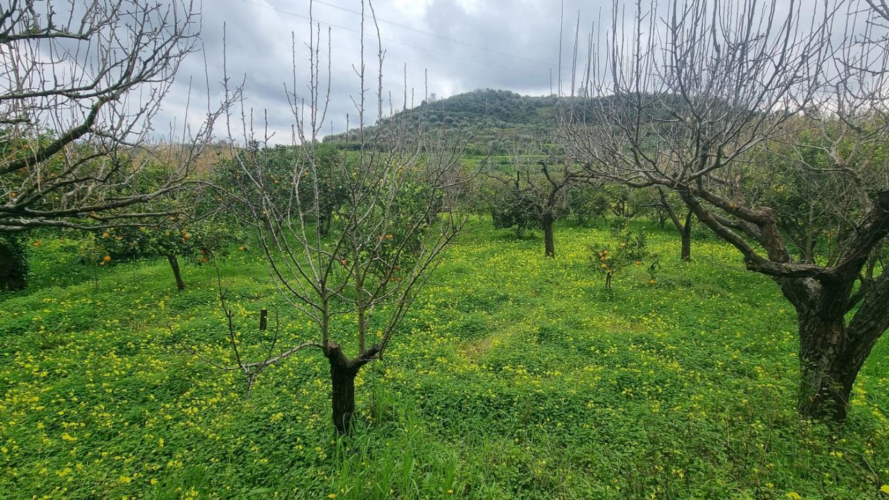 immagine annuncio 4 di 14