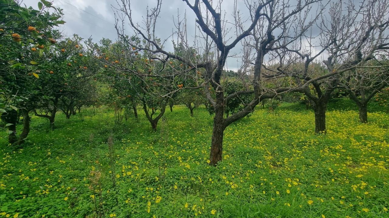 immagine annuncio 6 di 14