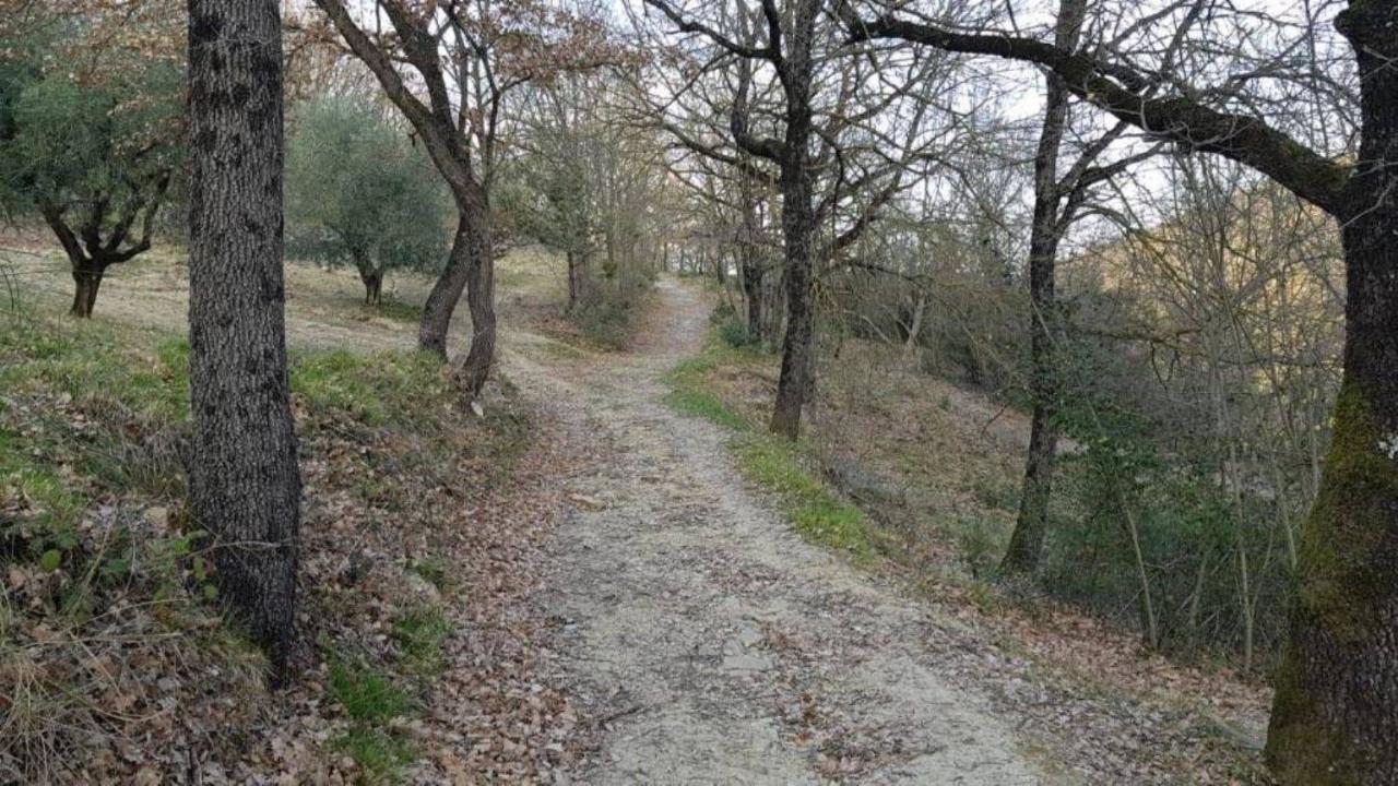 immagine annuncio 8 di 11
