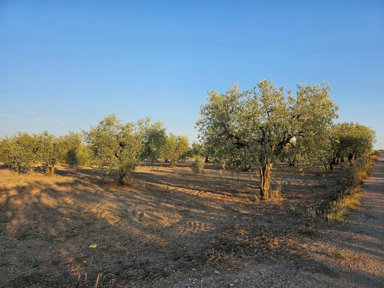 immagine annuncio 5 di 6