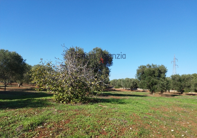 Agricultural land in Contrada Maraminna, Carovigno - Photo 1