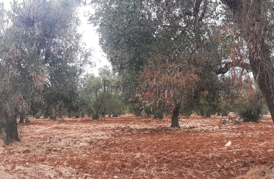 immagine annuncio 2 di 9