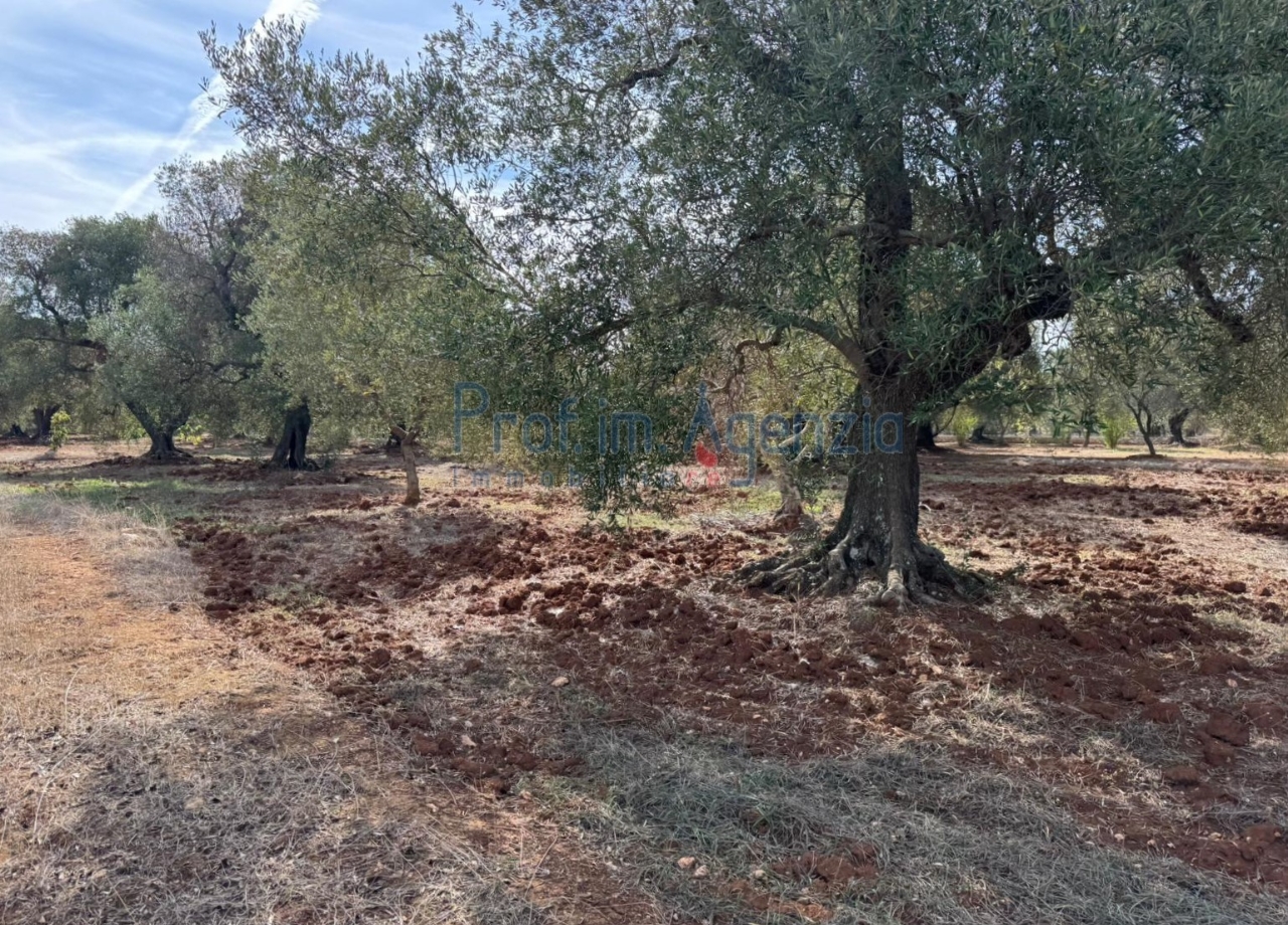 immagine annuncio 1 di 4