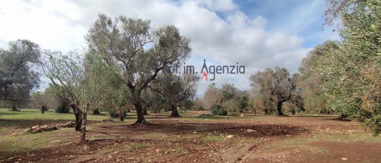 immagine annuncio 1 di 9