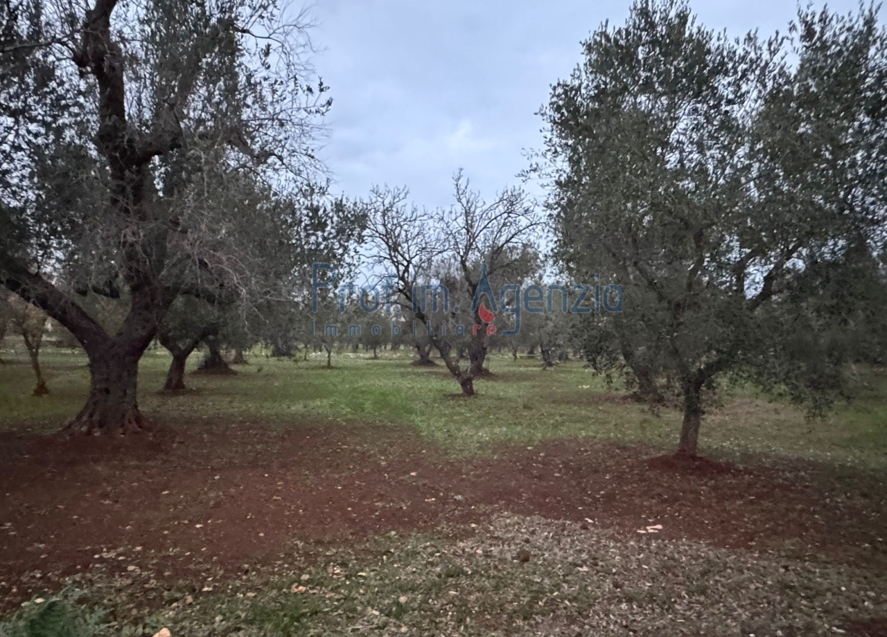 immagine annuncio 12 di 13