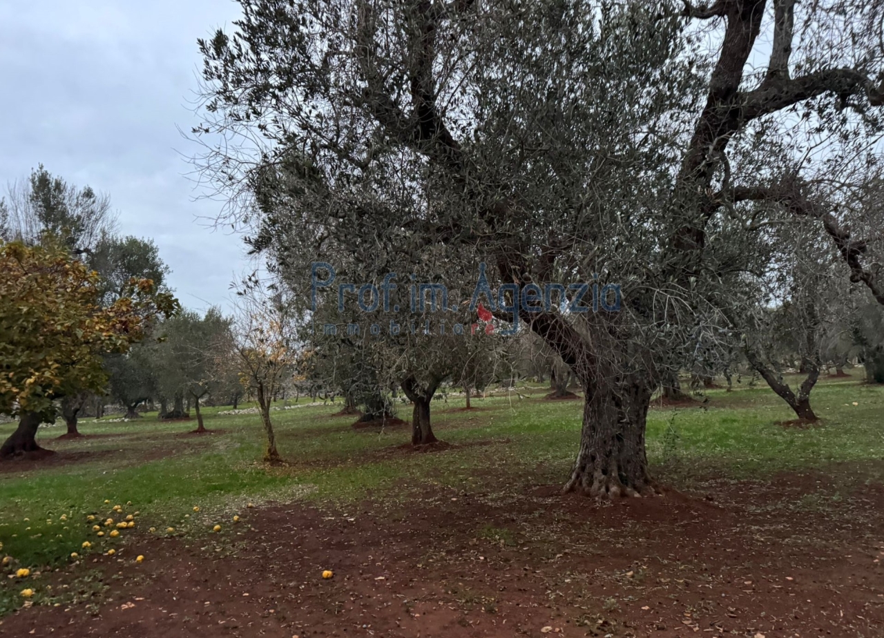 immagine annuncio 6 di 13