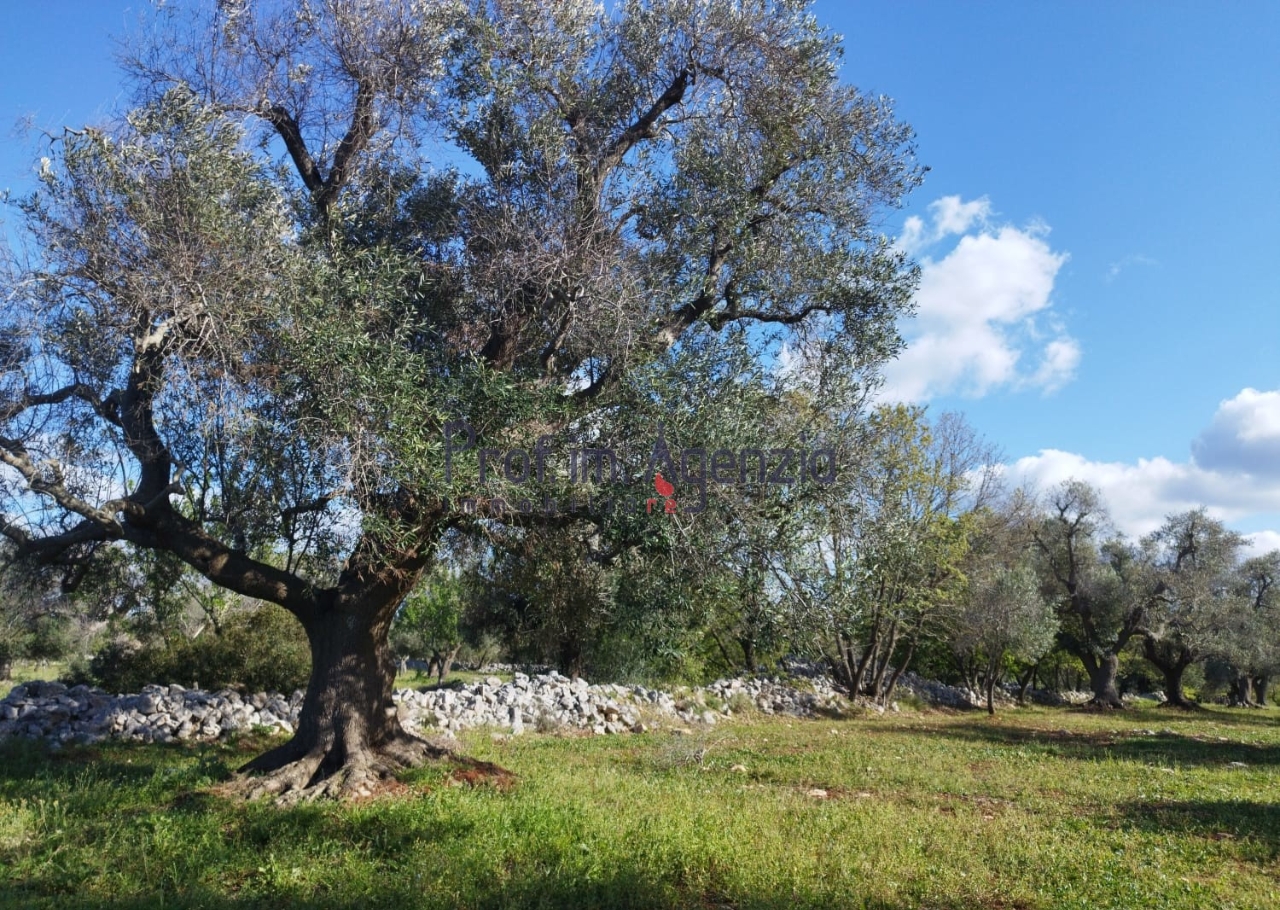 immagine annuncio 4 di 9