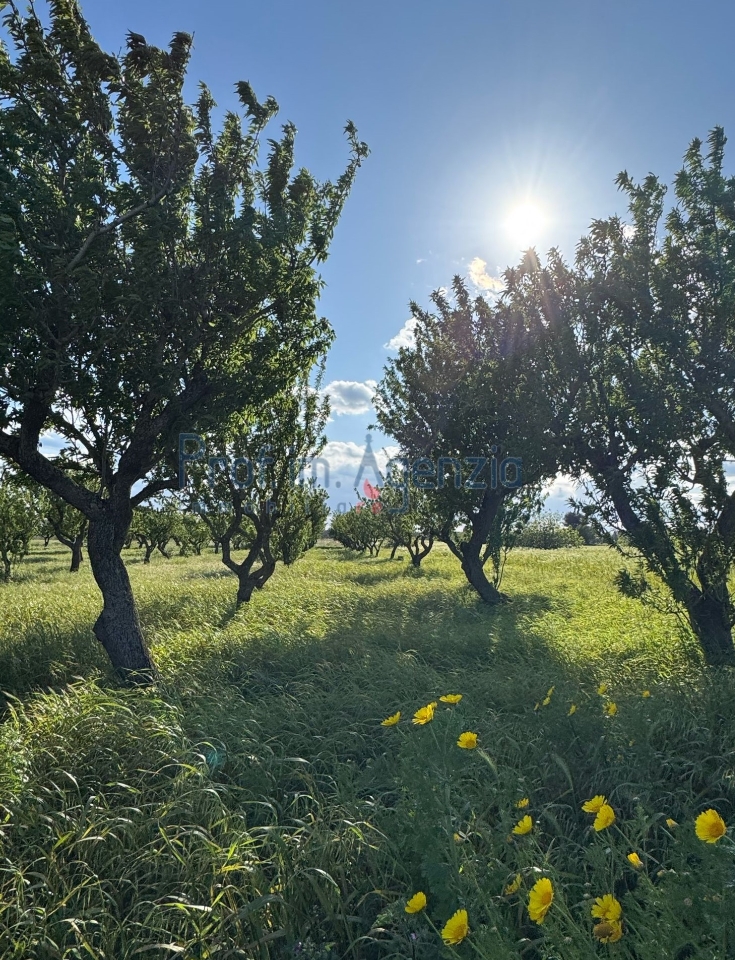 immagine annuncio 2 di 9