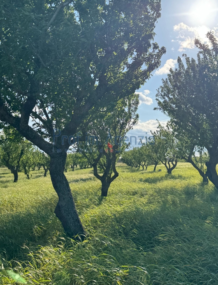 immagine annuncio 3 di 9