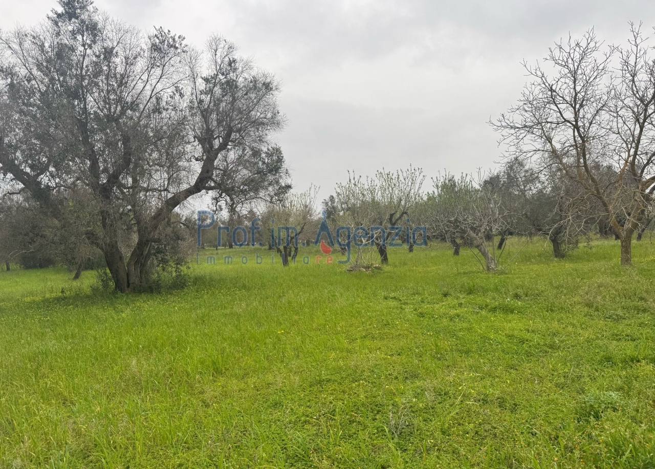 immagine annuncio 9 di 14