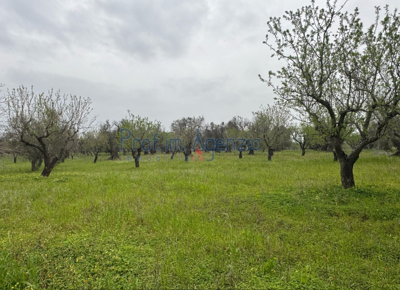 immagine annuncio 3 di 14