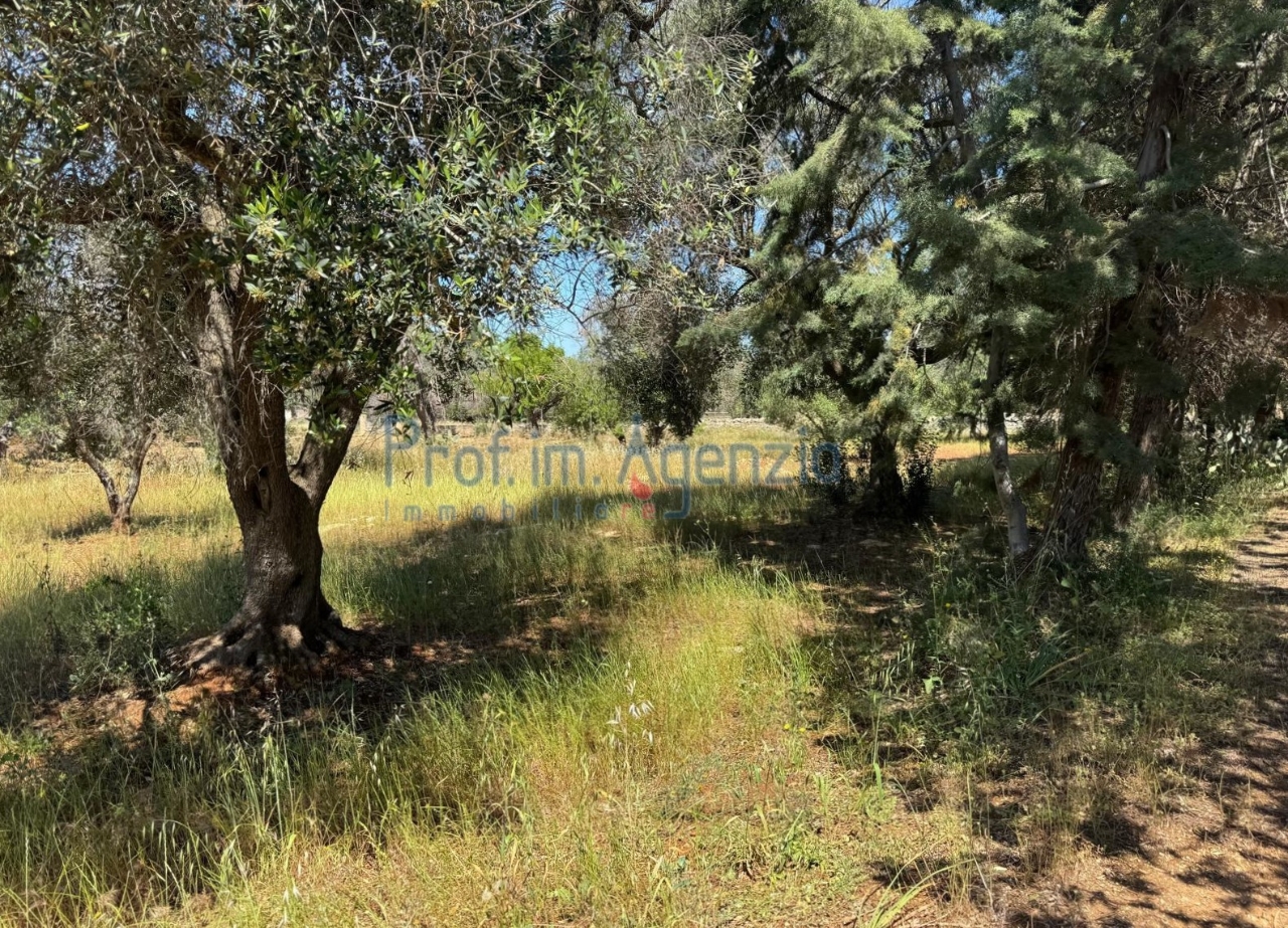 immagine annuncio 11 di 12
