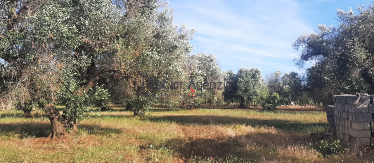 immagine annuncio 10 di 14