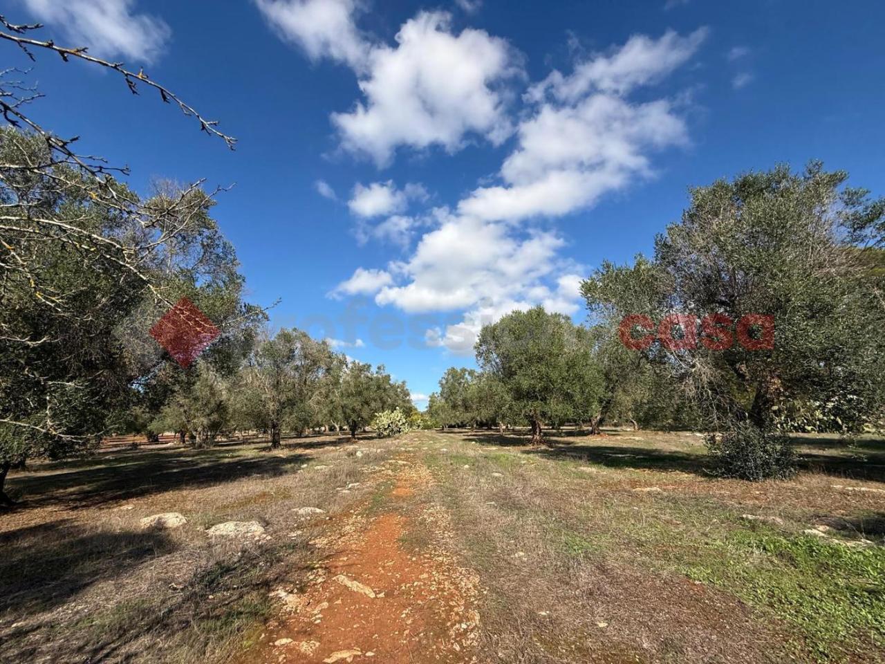 immagine annuncio 7 di 14