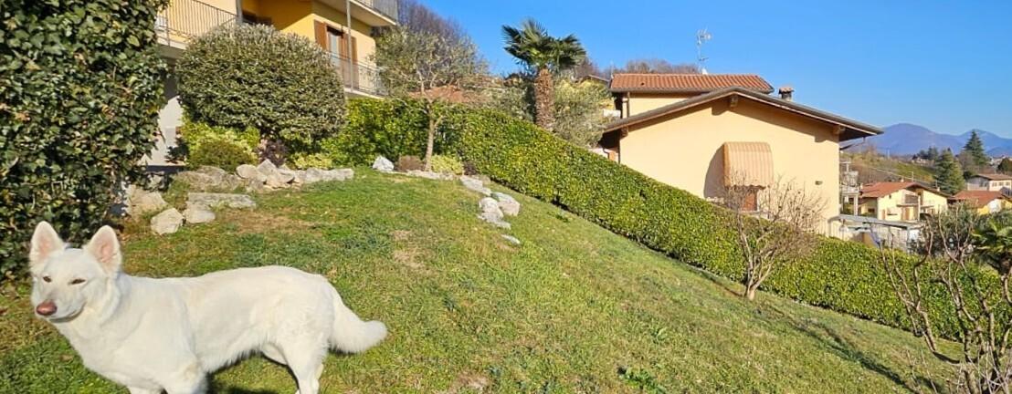 immagine annuncio 10 di 15