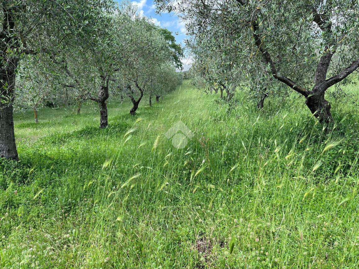 Terreno agricolo in vendita a Lugnano In Teverina