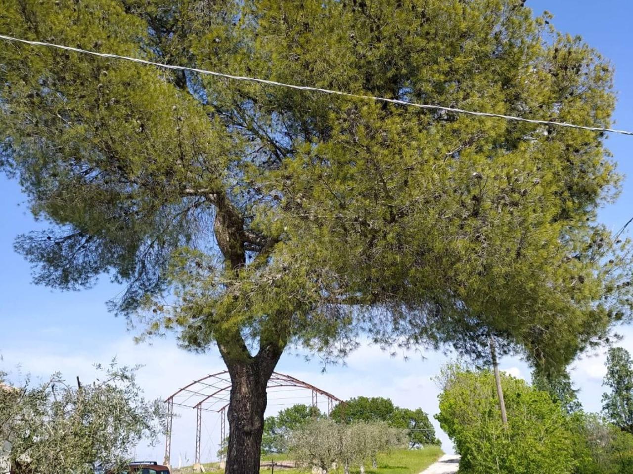immagine annuncio 4 di 13