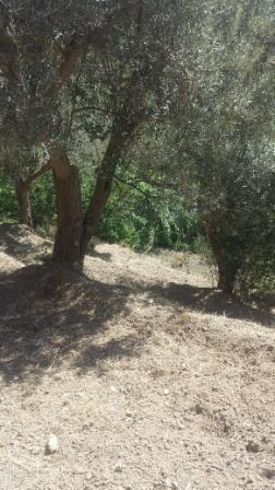 immagine annuncio 4 di 6