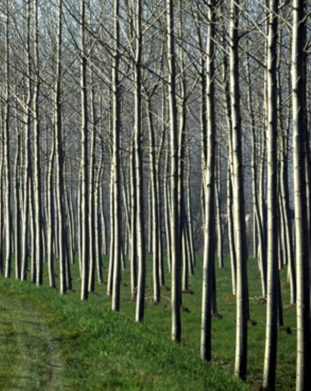 Azienda agricola in , Marcaria, {3} - Foto 1